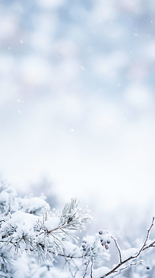 JPG 나무 편집이미지 계절 겨울 자연 하늘 날씨 풍경 흰색 눈송이 떨어짐 차가움 숲 흐림 편집포토 식물 컬러 컨셉 눈_날씨 생태계 파일형식