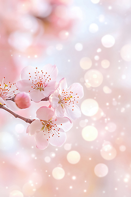 JPG 나무 식물 편집이미지 계절 꽃 분홍색 백그라운드 잎 자연 풍경 빛 봄 벚꽃 뷰티풀 이미지편집 AI컴퓨터그래픽 AI콘텐츠 컬러 생태계 파일형식