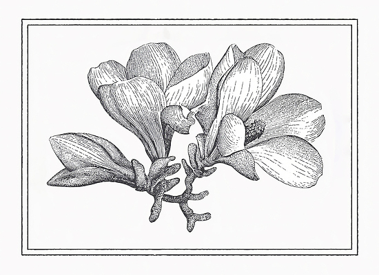 JPG 모양 나무 식물 꽃 화초 선 일러스트 자연 생명 수채화 프레임 세부 미술 근접촬영 전시회 테두리 그림 뷰티풀 자격증 정물화 국내일러스트 AI일러스트 AI콘텐츠 뷰포인트 문화예술 필리핀 전시 생태계 증명서 파일형식