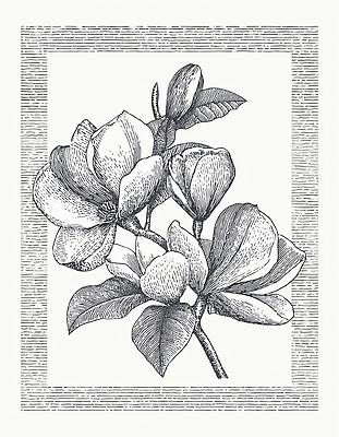 JPG 식물 꽃잎 꽃 예술 잎 일러스트 자연 생명 봄 나뭇가지 구출 드로잉 뷰티풀 자목련 정물화 국내일러스트 나무 계절 미술 도움 그림 생태계 목련 파일형식