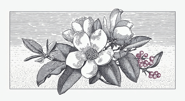 JPG 모양 식물 디자인 꽃잎 꽃 예술 선 컬러 꽃다발 잎 일러스트 자연 나뭇잎 빈티지 그림 조화 정물화 국내일러스트 AI일러스트 AI콘텐츠 컨셉 생태계 파일형식