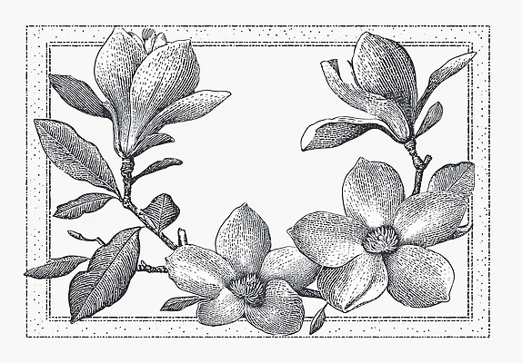 JPG 모양 식물 디자인 꽃 예술 선 백그라운드 잎 일러스트 자연 나뭇잎 흑백 장식 크기 그림 국내일러스트 AI일러스트 AI콘텐츠 촬영기법 생태계 파일형식