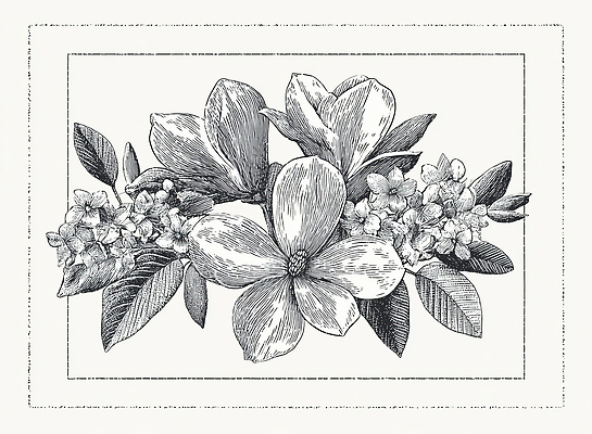 JPG 식물 디자인 꽃 예술 선 컬러 백그라운드 일러스트 자연 나뭇잎 해바라기 연필 표현 작가 그림 화가 뷰티풀 정물화 디테일 국내일러스트 AI일러스트 AI콘텐츠 직업 잎 학용품 필기구 생태계 파일형식