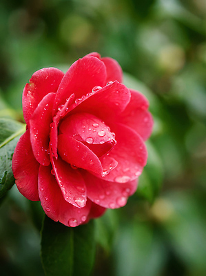 JPG 식물 편집이미지 계절 꽃 컬러 잎 자연 날씨 나뭇잎 물 빛 정원 빗방울 동백 뷰티풀 편집실사 AI포토 AI콘텐츠 자연요소 비_날씨 CG 생태계 파일형식