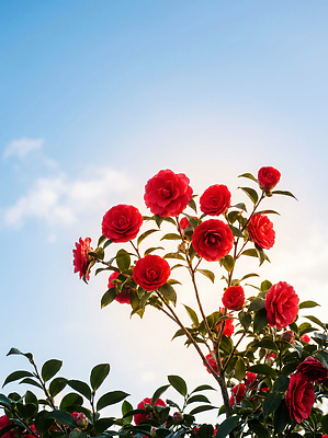 JPG 나무 식물 편집이미지 계절 꽃 컬러 잎 자연 하늘 풍경 빨간색 햇빛 봄 동백 뷰티풀 편집실사 AI포토 AI콘텐츠 태양 CG 생태계 파일형식