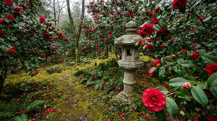 JPG 식물 편집이미지 꽃 자연 하늘 이끼 풍경 정원 산책 석탑 숲 식물원 수목원 동백 홍매화 수목 편집실사 AI포토 AI콘텐츠 휴식 탑 CG 생태계 매화 파일형식