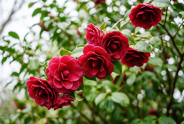 JPG 나무 식물 편집이미지 꽃 화초 잎 자연 생명 빨간색 장미 정원 봄 화단 동백 뷰티풀 편집실사 계절 컬러 CG 생태계 파일형식