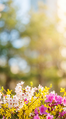 JPG 나무 식물 편집이미지 꽃 화초 컬러 자연 풍경 햇빛 새싹 봄 산책 뷰티풀 편집실사 AI포토 AI콘텐츠 계절 휴식 태양 CG 생태계 파일형식