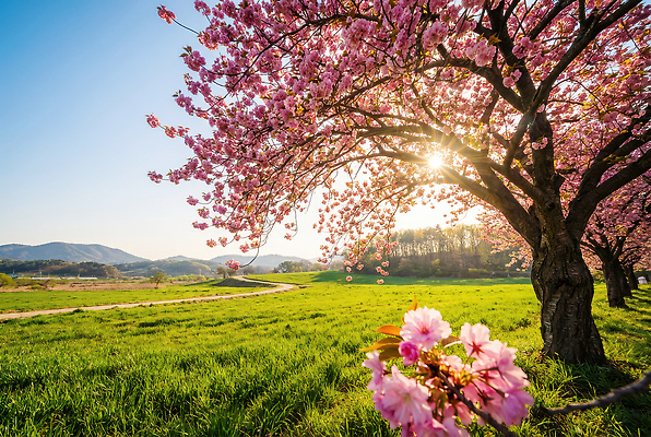 JPG 나무 편집이미지 공원 꽃 자연 산 풍경 초원 여러명 파란색 햇빛 소풍 걷기 봄 벚꽃 나뭇가지 편집실사 AI포토 AI콘텐츠 식물 계절 공공시설 컬러 다수 모션 사람 태양 야외활동 CG 생태계 파일형식
