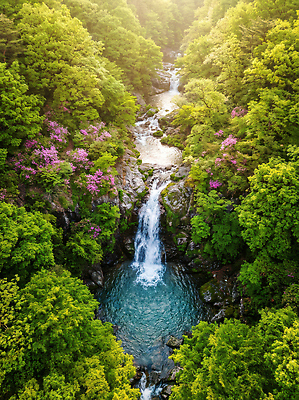 JPG 나무 편집이미지 꽃 여행 자연 산 풍경 야외 물 계곡 고요 봄 폭포 흐름 숲 청록색 편집실사 AI포토 AI콘텐츠 자연요소 식물 계절 컬러 컨셉 CG 생태계 파일형식
