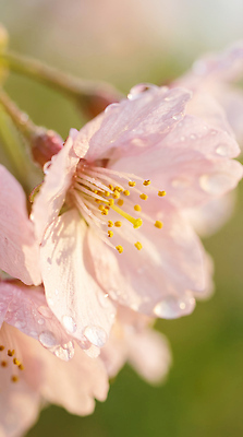 JPG 나무 편집이미지 꽃잎 꽃 잎 자연 초록색 봄 벚꽃 물방울 차가움 구경 향기 뷰티풀 수분_꽃가루 편집실사 AI포토 AI콘텐츠 식물 계절 컬러 CG 생태계 냄새 파일형식