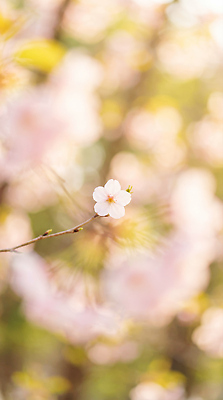 JPG 나무 식물 편집이미지 계절 꽃잎 꽃 컬러 잎 자연 생명 풍경 햇빛 봄 벚꽃 뷰티풀 편집실사 태양 CG 생태계 파일형식