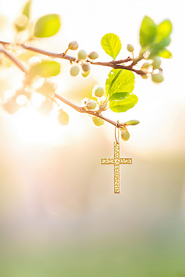 JPG 주간 나무 편집이미지 기독교 종교 상징 십자가 잎 자연 아침 장식 초록색 여름 빛 햇빛 봄 금색 이미지편집 자연요소 식물 계절 컬러 태양 생태계 파일형식