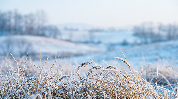 JPG 편집이미지 겨울 자연 아침 풍경 초원 농작물 농사 목초지 수확 시골 건초 차가움 서리 겨울풍경 편집실사 AI포토 AI콘텐츠 주간 계절 농업 목장 CG 생태계 파일형식 초원_자연