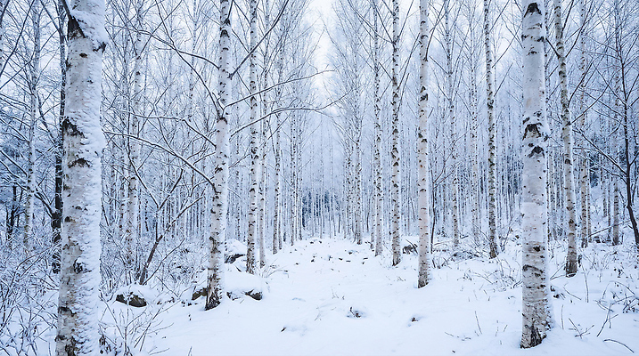 JPG 나무 편집이미지 길 겨울 자연 풍경 산책 흰색 차가움 숲 조용 자작나무 겨울풍경 눈덮임 편집실사 AI포토 AI콘텐츠 식물 계절 컬러 컨셉 휴식 CG 생태계 파일형식