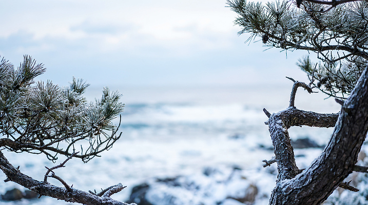 JPG 나무 편집이미지 파도 바다 여행 겨울 자연 풍경 해변 차가움 서해 수목 청정 겨울풍경 편집실사 AI포토 AI콘텐츠 식물 계절 CG 생태계 파일형식