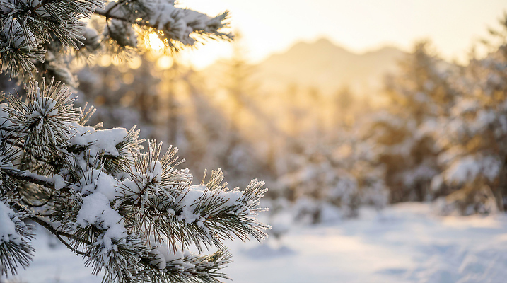 JPG 나무 편집이미지 겨울 자연 아침 산 풍경 햇빛 일출 숲 수목 겨울풍경 편집실사 AI포토 AI콘텐츠 주간 식물 계절 태양 노을 CG 생태계 파일형식