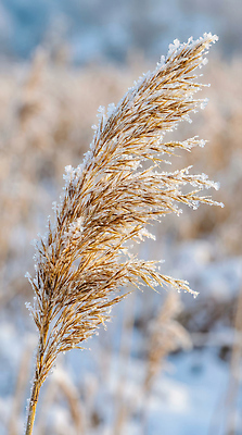 JPG 식물 편집이미지 겨울 자연 생명 날씨 풍경 초원 환경 추위 차가움 생태계 서리 갈대밭 겨울풍경 편집실사 AI포토 AI콘텐츠 계절 CG 파일형식 갈대_식물