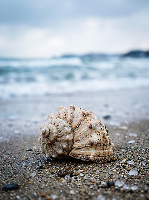 JPG 편집이미지 해외 물결 모래 바다 여행 자연 하늘 조개 풍경 해변 공간 조개껍데기 해산물 겨울풍경 편집실사 AI포토 AI콘텐츠 겨울 어패류 CG 생태계 파일형식