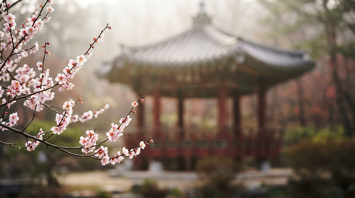 JPG 나무 편집이미지 전통 꽃 자연 휴식 한국 풍경 여러명 일상 봄 벚꽃 구조물 숲 매화 뷰티풀 편집실사 AI포토 AI콘텐츠 식물 계절 건축 아시아 다수 컨셉 사람 라이프 CG 생태계 파일형식