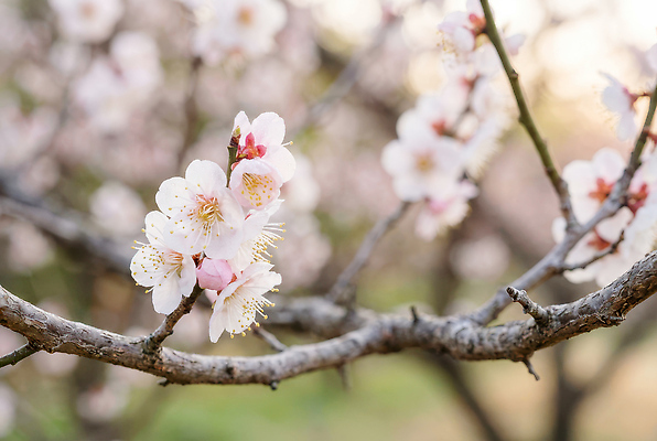 식물 계절 공공시설 꽃 산업 아시아 컬러 CG 생태계 파일형식 벚꽃 나무 봄 자연 흰색 생명 농업 잎 한국 정원 공원 편집이미지 편집실사 JPG 매화