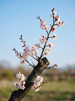 JPG 나무 식물 편집이미지 꽃잎 꽃 자연 하늘 생명 초원 파란색 햇빛 봄 매화 장면 뷰티풀 편집실사 계절 컬러 태양 CG 생태계 파일형식