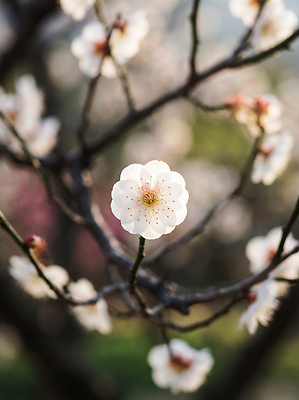 JPG 나무 식물 편집이미지 공원 꽃잎 꽃 컬러 백그라운드 잎 자연 생명 봄 흰색 나뭇가지 매화 편집실사 AI포토 AI콘텐츠 계절 공공시설 CG 생태계 파일형식
