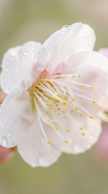 JPG 식물 편집이미지 꽃잎 꽃 컬러 자연 생명 풍경 촬영 봄 매력적 수술 빗방울 매화 뷰티풀 편집실사 계절 컨셉 의학 치료 비_날씨 CG 생태계 파일형식