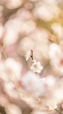 JPG 나무 식물 편집이미지 계절 꽃잎 꽃 백그라운드 자연 생명 풍경 촬영 봄 흰색 매화 흐림 뷰티풀 편집실사 AI포토 AI콘텐츠 컬러 날씨 CG 생태계 파일형식