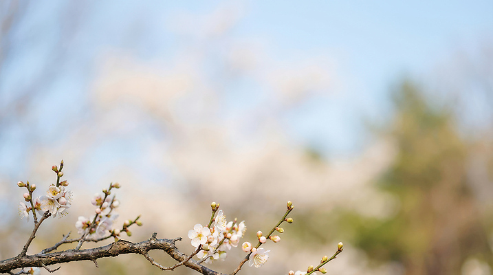 JPG 나무 식물 편집이미지 꽃 백그라운드 자연 풍경 봄 매화 흐림 수목 편집실사 AI포토 AI콘텐츠 계절 날씨 CG 생태계 파일형식