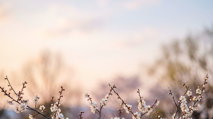 JPG 나무 식물 편집이미지 꽃 분홍색 잎 자연 하늘 풍경 파란색 일몰 봄 흰색 저녁 매화 뷰티풀 편집실사 계절 컬러 노을 야간 CG 생태계 파일형식