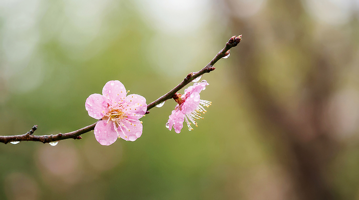 JPG 식물 편집이미지 계절 꽃 컬러 백그라운드 자연 봄 물방울 매화 복숭아 화사함 뷰티풀 수분_꽃가루 편집실사 AI포토 AI콘텐츠 컨셉 과일 CG 생태계 파일형식