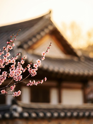 JPG 나무 편집이미지 꽃 문화 잎 자연 하늘 한국 풍경 일몰 봄 매화 뷰티풀 고택 편집실사 AI포토 AI콘텐츠 식물 건축물 계절 아시아 노을 CG 생태계 파일형식