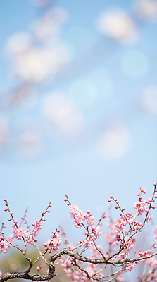 JPG 나무 식물 편집이미지 꽃잎 꽃 분홍색 봄꽃 자연 하늘 날씨 풍경 환경 맑음 매화 복사꽃 편집실사 컬러 봄 CG 생태계 파일형식