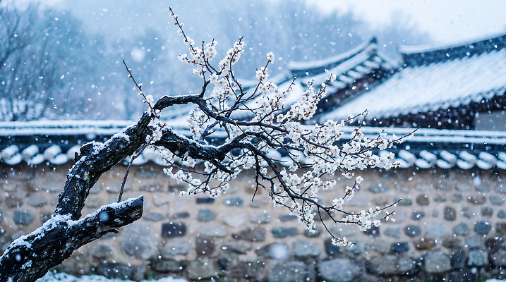 JPG 나무 편집이미지 전통 꽃 겨울 자연 날씨 한옥 한국 풍경 흰색 차가움 언덕 매화 뷰티풀 편집실사 AI포토 AI콘텐츠 식물 한국전통 계절 아시아 컬러 고건축 CG 생태계 파일형식