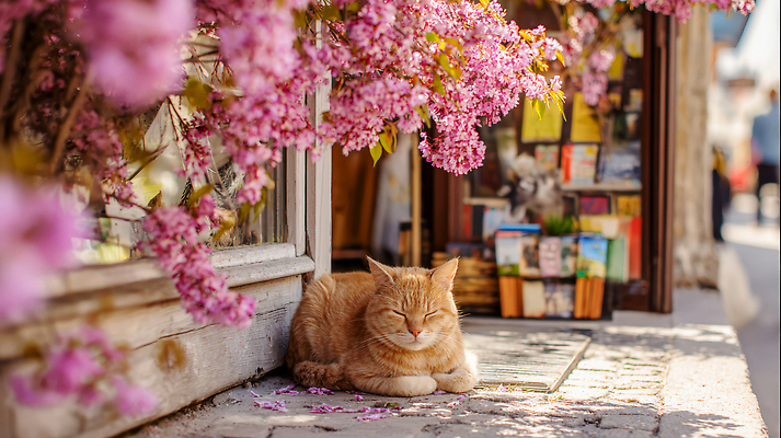 식물 계절 꽃 컨셉 포유류 반려동물 태양 잠 CG 생태계 파일형식 AI콘텐츠 고양이 벚꽃 낮잠 상점 책 길 봄 햇빛 나무 바닥 휴식 거리 풍경 자연 편집이미지 편집실사 JPG AI포토