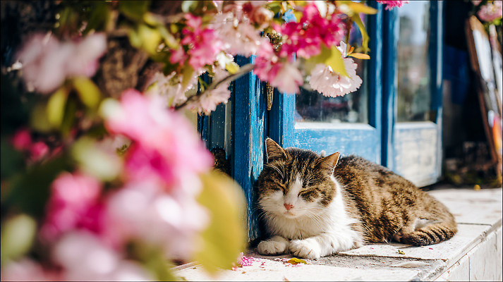 식물 동물 계절 아시아 컨셉 포유류 반려동물 태양 상점 잠 감각 CG 생태계 파일형식 AI콘텐츠 고양이 꽃 낮잠 햇빛 봄 꽃집 자연 편안함 거리 컬러 휴식 한국 편집이미지 편집실사 JPG AI포토