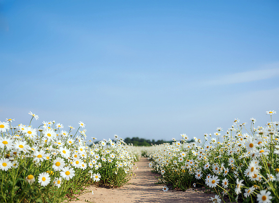 자연요소 식물 계절 농업 날씨 CG 생태계 파일형식 AI콘텐츠 꽃 하늘 길 풍경 만개 자연 바람 맑음 초원 농장 봄 여름 생명 편집이미지 편집실사 JPG AI포토