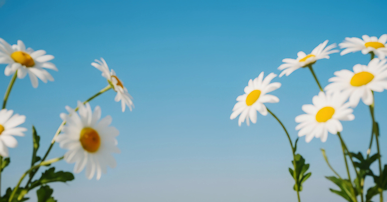 식물 계절 공공시설 꽃 컬러 라이프 태양 CG 생태계 파일형식 AI콘텐츠 데이지 하늘 햇빛 자연 파란색 잎 밝음 일상 풍경 봄 여름 공원 편집이미지 편집실사 JPG AI포토