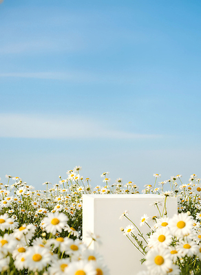 식물 계절 꽃 컬러 CG 생태계 파일형식 AI콘텐츠 국화 하늘 초원 꽃밭 자연 파란색 위치 풍경 여름 흰색 생명 뷰티풀 편집이미지 편집실사 JPG AI포토