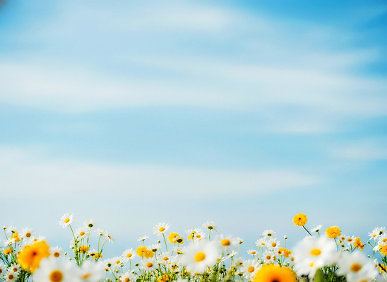 자연요소 식물 계절 꽃 컬러 CG 생태계 파일형식 AI콘텐츠 하늘 파란색 자연 풍경 필드 여름 봄 들꽃 태양 장면 편집이미지 편집실사 JPG AI포토