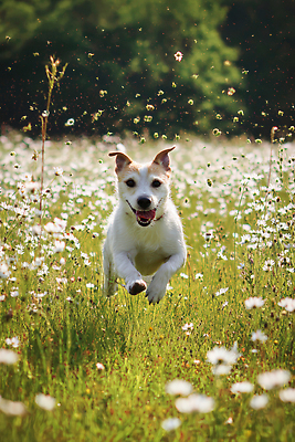 JPG 편집이미지 꽃 꽃밭 밭 자연 초원 초록색 여름 반짝임 반려동물 달리기 햇빛 봄 자유 개 강아지 즐거움 놀기 오후 편집실사 식물 동물 계절 감정 컬러 컨셉 농업 포유류 모션 태양 CG 생태계 파일형식