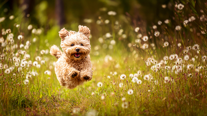 JPG 식물 편집이미지 꽃 행복 꽃밭 모션 자연 놀이 바람 초원 반려동물 달리기 운동 귀여움 봄 자유 강아지 편집실사 자연요소 동물 계절 감정 컨셉 날씨 건강 개 CG 생태계 파일형식