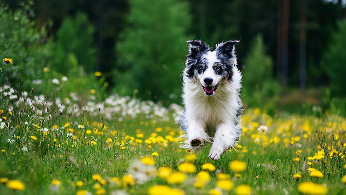 JPG 식물 편집이미지 행복 꽃밭 모션 자연 놀이 웃음 초원 여름 반려동물 달리기 봄 강아지 외출 주말 편집실사 동물 계절 꽃 감정 표정 개 CG 생태계 파일형식