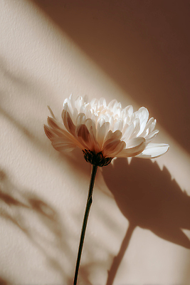 JPG 모양 식물 편집이미지 디자인 꽃 벽 컬러 자연 생명 조명 그림자 빛 햇빛 촬영 편집실사 AI포토 AI콘텐츠 태양 CG 생태계 파일형식