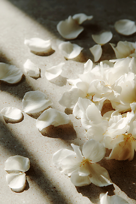 JPG 편집이미지 꽃 잎 자연 조명 바닥 그림자 빛 공간 시간 떨어짐 흩어짐 편집실사 AI포토 AI콘텐츠 식물 컨셉 CG 생태계 파일형식