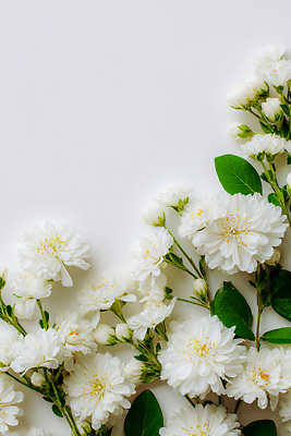 JPG 식물 편집이미지 줄기 꽃다발 백그라운드 잎 자연 장식 정원 농사 흰색 원예 향기 부드러움 생화 편집실사 꽃 컬러 농업 취미 감각 CG 생태계 냄새 파일형식