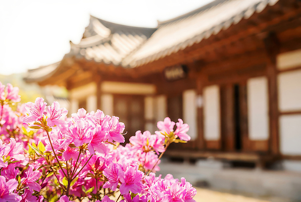 JPG 식물 편집이미지 전통 꽃 문화 자연 한옥 한국 풍경 건물 햇빛 정원 봄 진달래 뷰티풀 고택 편집실사 AI포토 AI콘텐츠 한국전통 건축물 계절 아시아 고건축 태양 CG 생태계 파일형식