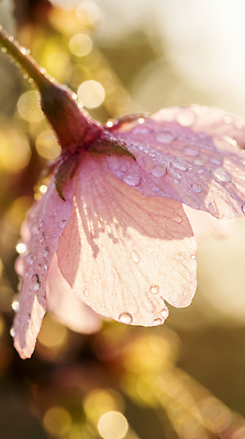 JPG 나무 식물 편집이미지 꽃잎 꽃 백그라운드 꽃밭 자연 아침 빛 촬영 봄 물방울 저녁 뷰티풀 편집실사 AI포토 AI콘텐츠 주간 계절 야간 CG 생태계 파일형식