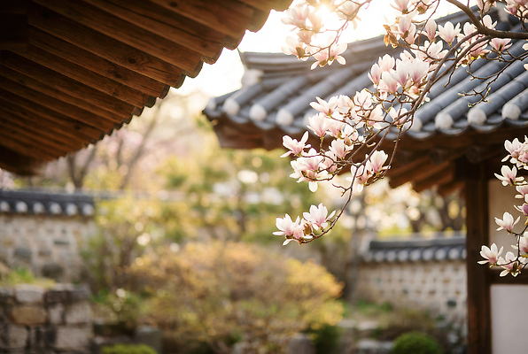 JPG 나무 편집이미지 전통 꽃 자연 지붕 주택 한국 풍경 여러명 햇빛 정원 봄 목련 뷰티풀 편집실사 AI포토 AI콘텐츠 식물 계절 아시아 다수 사람 건물 태양 CG 생태계 파일형식